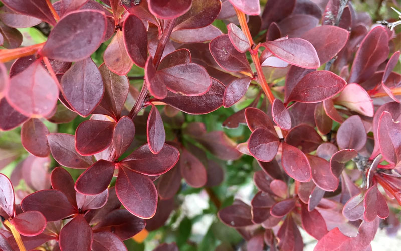  Crimson Pygmy Dwarf Barberry - 1 Gallon Pot