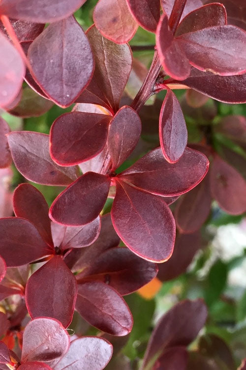  Crimson Pygmy Dwarf Barberry - 1 Gallon Pot