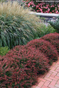  Crimson Pygmy Dwarf Barberry - 1 Gallon Pot