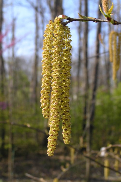  Yellow Birch Tree (Betula Alleghaniensis) - 3 Gallon Pot