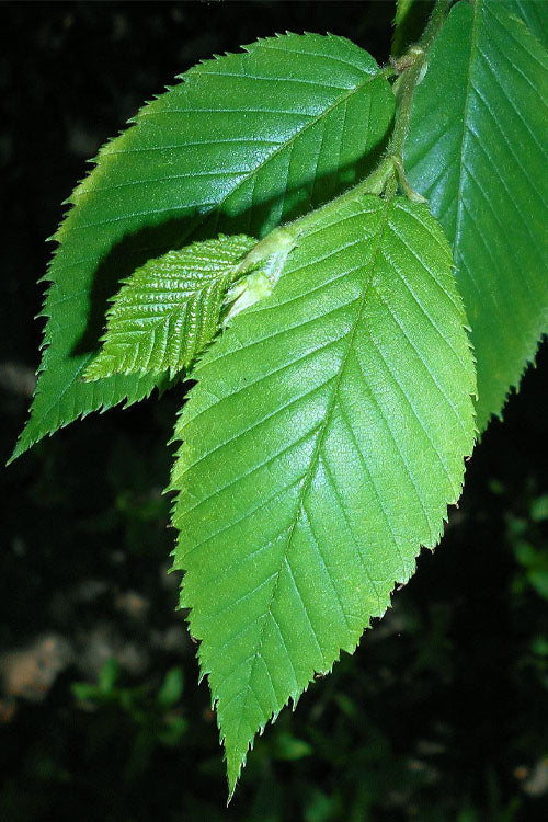  Yellow Birch Tree (Betula Alleghaniensis) - 1 Gallon Pot