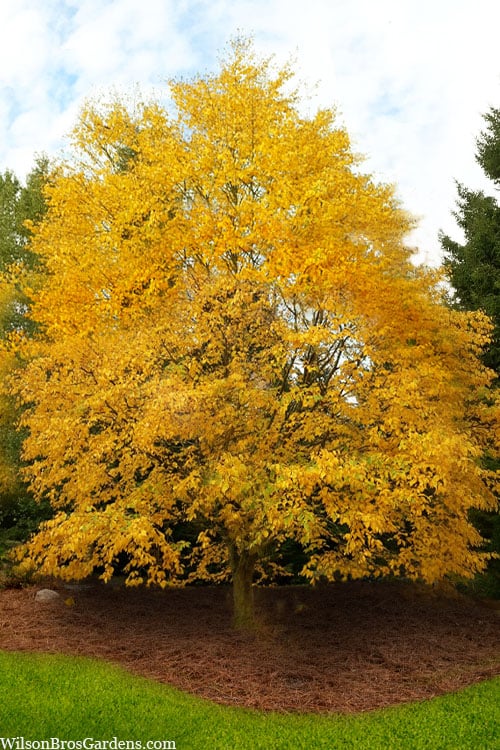 Yellow Birch Tree (Betula Alleghaniensis) - 3 Gallon Pot