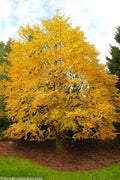 Yellow Birch Tree (Betula Alleghaniensis) - 3 Gallon Pot