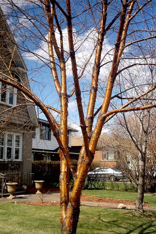  Yellow Birch Tree (Betula Alleghaniensis) - 1 Gallon Pot