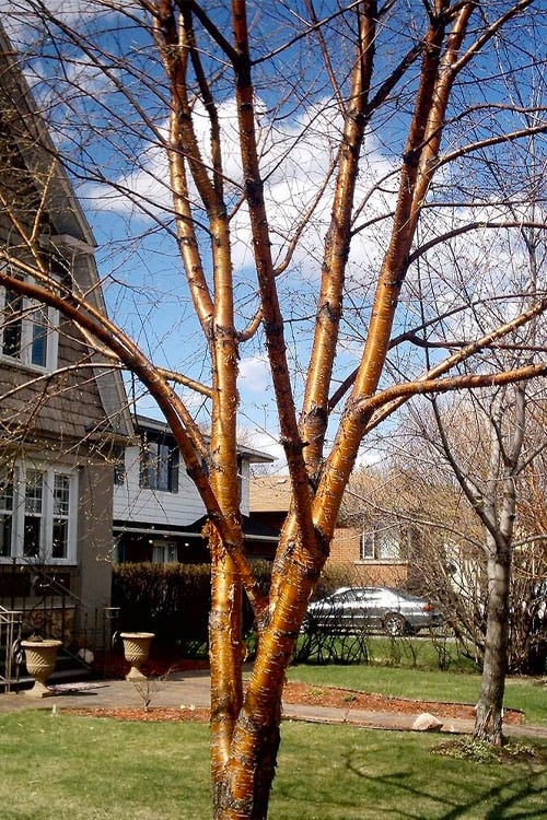  Yellow Birch Tree (Betula Alleghaniensis) - 3 Gallon Pot