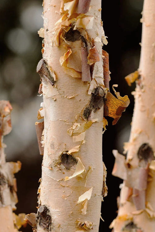  DuraHeat River Birch Single Trunk (Betula Nigra) - 3 Pack Of 1.5 Quart Pots