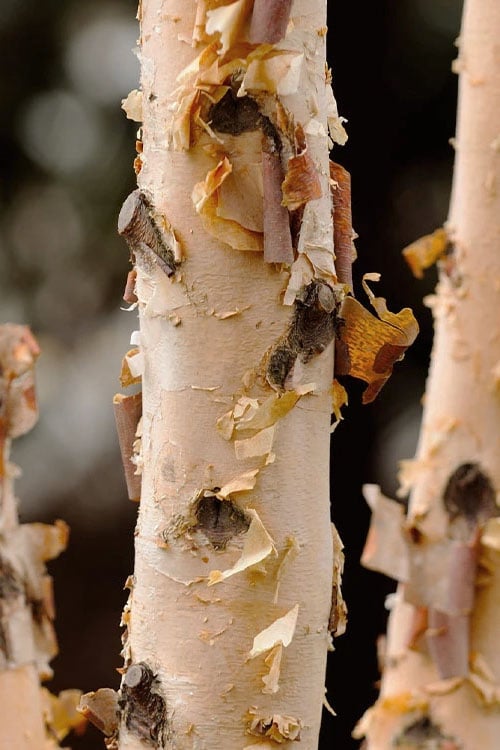  DuraHeat River Birch (Betula Nigra) - 3 Gallon Pot