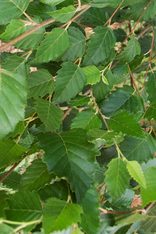  DuraHeat River Birch Single Trunk (Betula Nigra) - 3 Pack Of 1.5 Quart Pots
