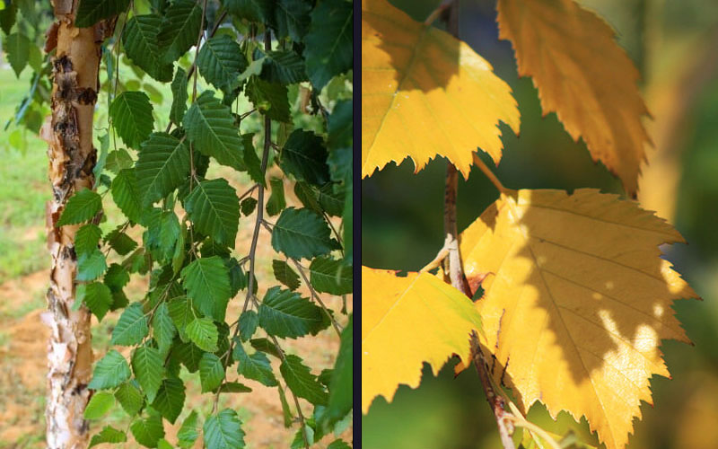  DuraHeat River Birch (Betula Nigra) - 7 Gallon Pot (6-7')
