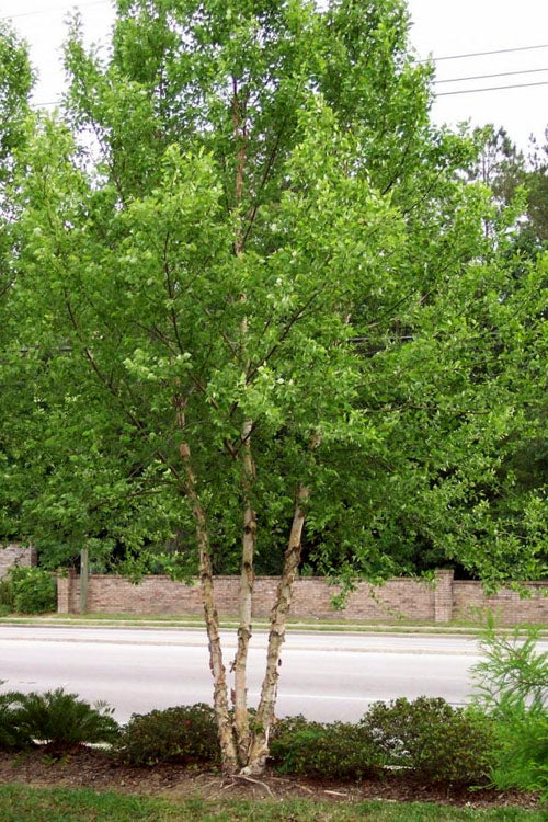  DuraHeat River Birch (Betula Nigra) - 7 Gallon Pot (6-7')