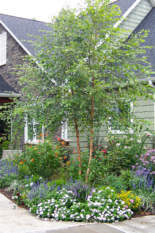  DuraHeat River Birch (Betula Nigra) - 3 Gallon Pot