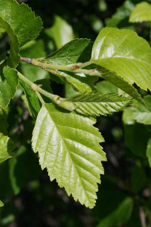  Little King Dwarf River Birch Tree (Betula Nigra) - 3 Gallon Pot