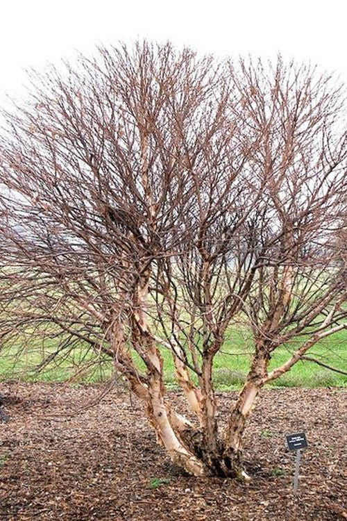  Little King Dwarf River Birch Tree (Betula Nigra) - 3 Gallon Pot