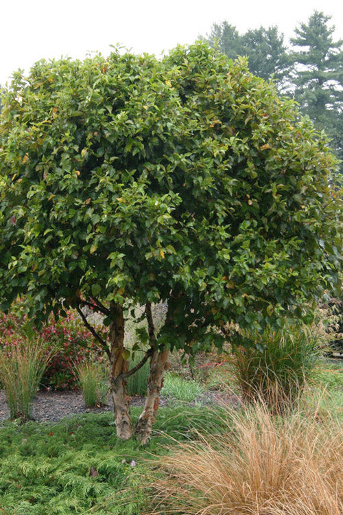  Little King Dwarf River Birch Tree (Betula Nigra) - 3 Gallon Pot