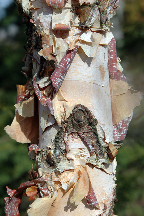  Little King Dwarf River Birch Tree (Betula Nigra) - 1 Gallon Pot