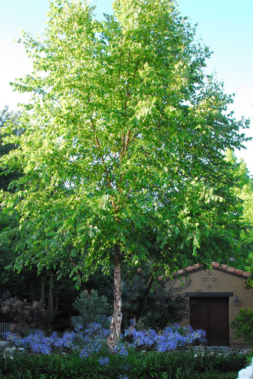  River Birch Tree (Single Trunk) - 3 Gallon Pot - (6'-7')