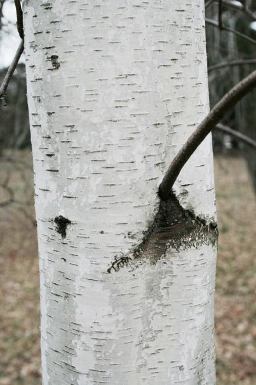  Gray Birch Tree (Betula Populifolia) - 3 Pack Of 1.5 Quart Pots