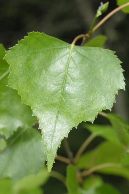  Gray Birch Tree (Betula Populifolia) - 3 Pack Of 1.5 Quart Pots