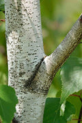  Gray Birch Tree (Betula Populifolia) - 3 Pack Of 1.5 Quart Pots