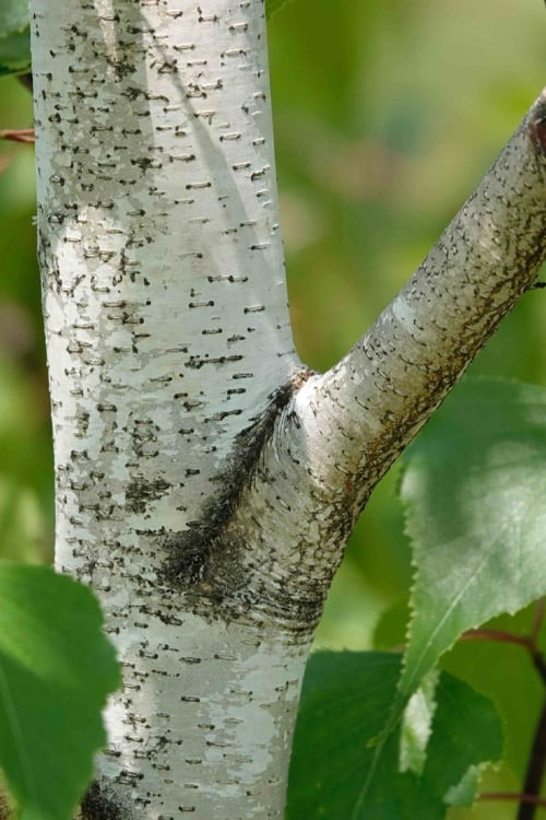  Gray Birch Tree (Betula Populifolia) - 3 Pack Of 1.5 Quart Pots