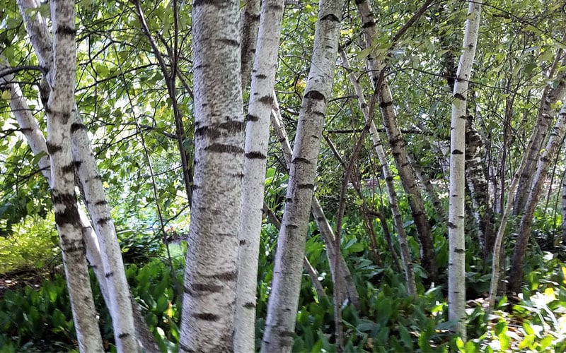  Gray Birch Tree (Betula Populifolia) - 3 Pack Of 1.5 Quart Pots