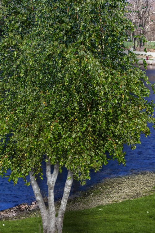  Gray Birch Tree (Betula Populifolia) - 3 Pack Of 1.5 Quart Pots