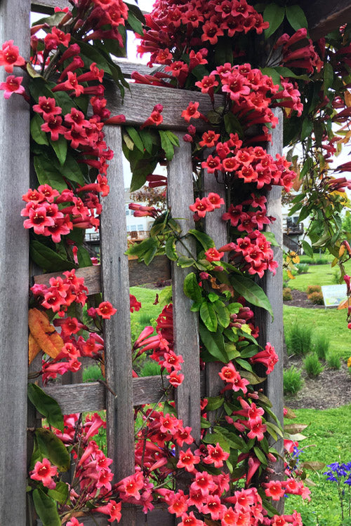  Dragon Lady Red Crossvine (Bignonia Capreolata) - 1 Gallon Pot