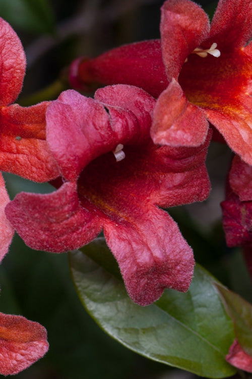 Dragon Lady Red Crossvine (Bignonia Capreolata) - 1 Gallon Pot
