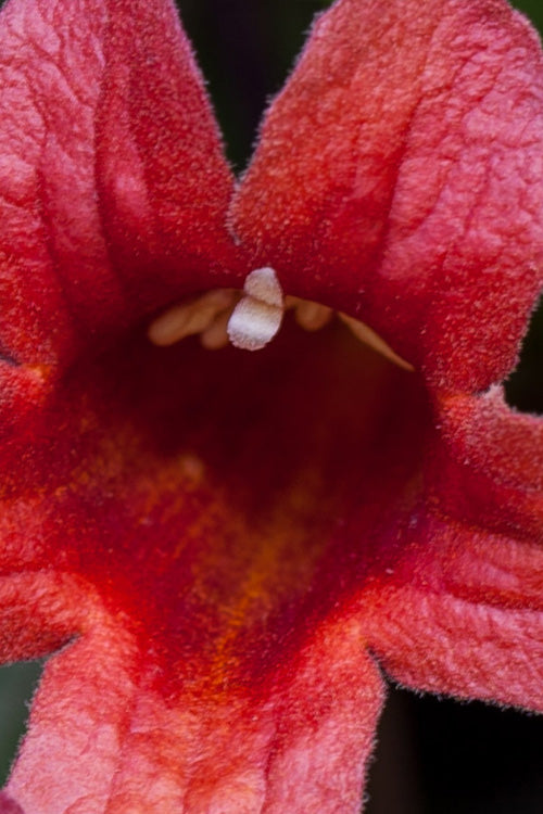  Dragon Lady Red Crossvine (Bignonia Capreolata) - 1 Gallon Pot
