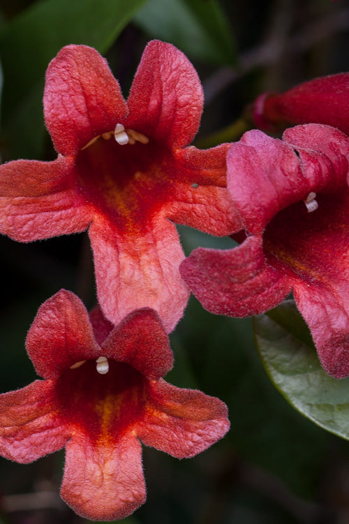  Dragon Lady Red Crossvine (Bignonia Capreolata) - 3 Gallon Pot