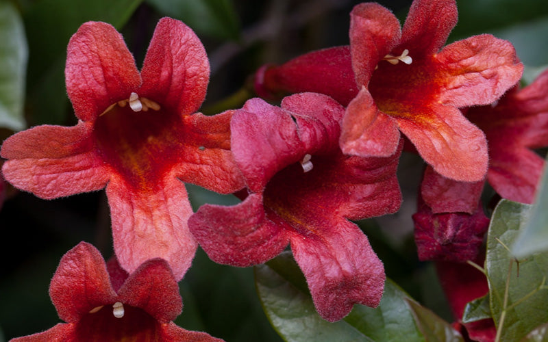  Dragon Lady Red Crossvine (Bignonia Capreolata) - 1 Gallon Pot