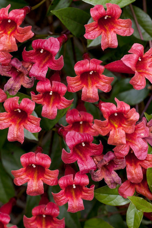  Dragon Lady Red Crossvine (Bignonia Capreolata) - 1 Gallon Pot
