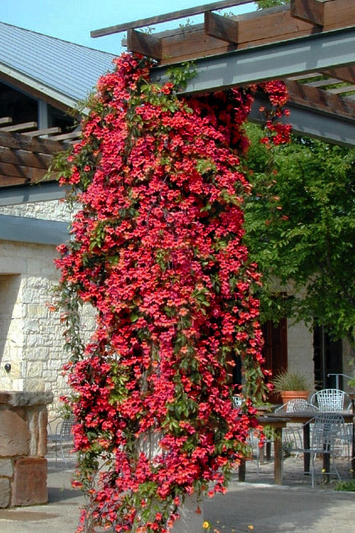  Dragon Lady Red Crossvine (Bignonia Capreolata) - 1 Gallon Pot