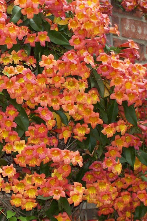  Tangerine Beauty Crossvine Bignonia - 3 Gallon Pot