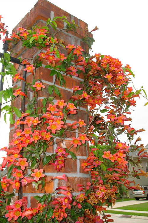  Tangerine Beauty Crossvine Bignonia - 6 Pack Of 1 Gallon Pots
