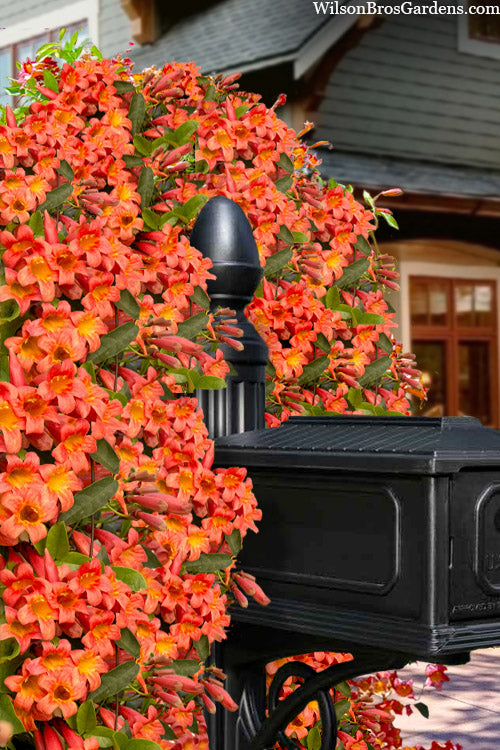  Tangerine Beauty Crossvine Bignonia - 6 Pack Of 1 Gallon Pots