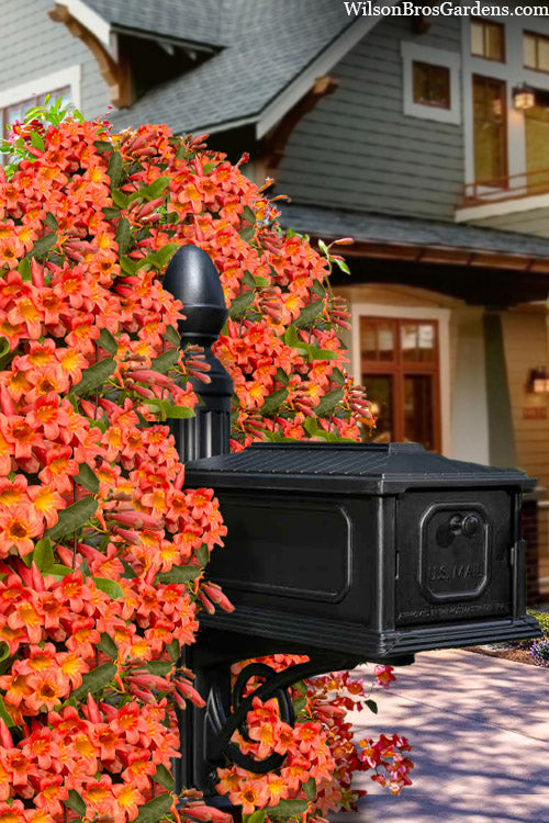  Tangerine Beauty Crossvine Bignonia - 1 Gallon Pot