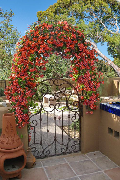  Tangerine Beauty Crossvine Bignonia - 3 Gallon Pot