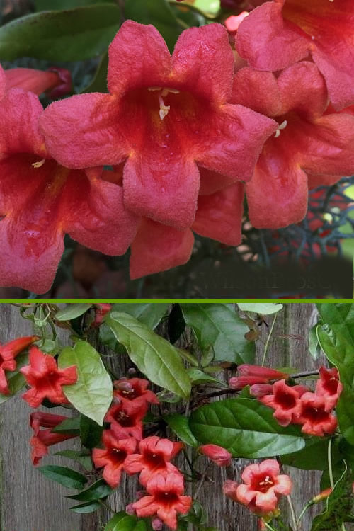  Shalimar Red Crossvine - Bignonia Capreolata - 2 Gallon Pot