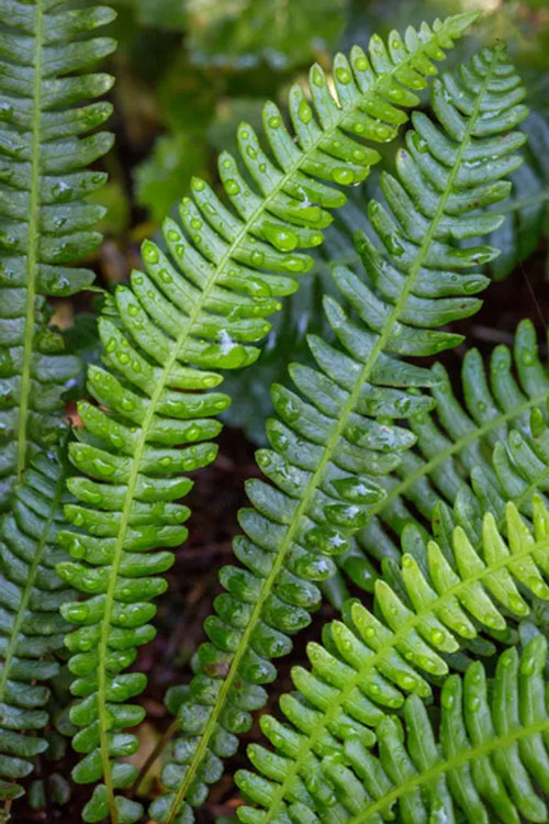  Deer Fern (Blechnum Spicant) - 1 Gallon Pot