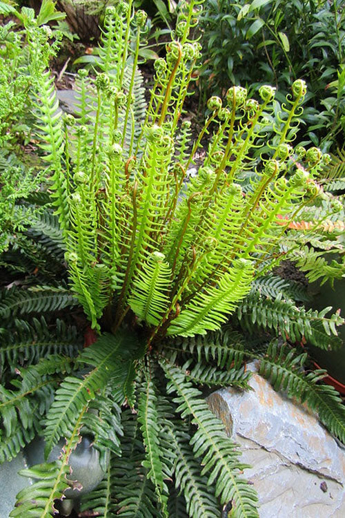  Deer Fern (Blechnum Spicant) - 1 Gallon Pot