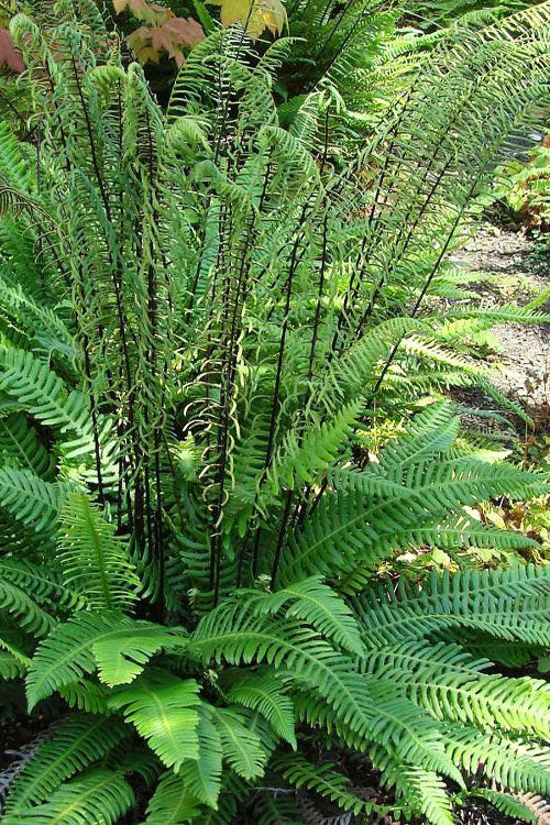  Deer Fern (Blechnum Spicant) - 1 Gallon Pot