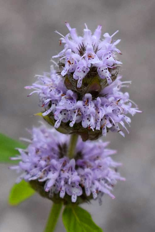  Downy Pagoda Plant (Blephilia Ciliata) - 1 Gallon Pot