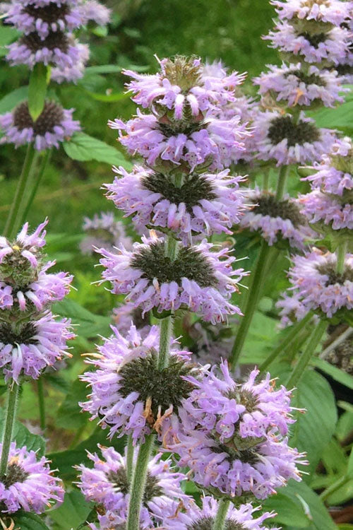 Downy Pagoda Plant (Blephilia Ciliata) - 1 Gallon Pot