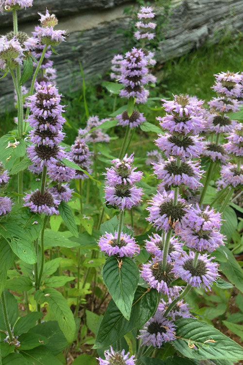  Downy Pagoda Plant (Blephilia Ciliata) - 1 Gallon Pot