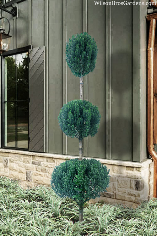  Blue Point Juniper 3-Ball Poodle Tier Topiary - 7 Gallon Pot