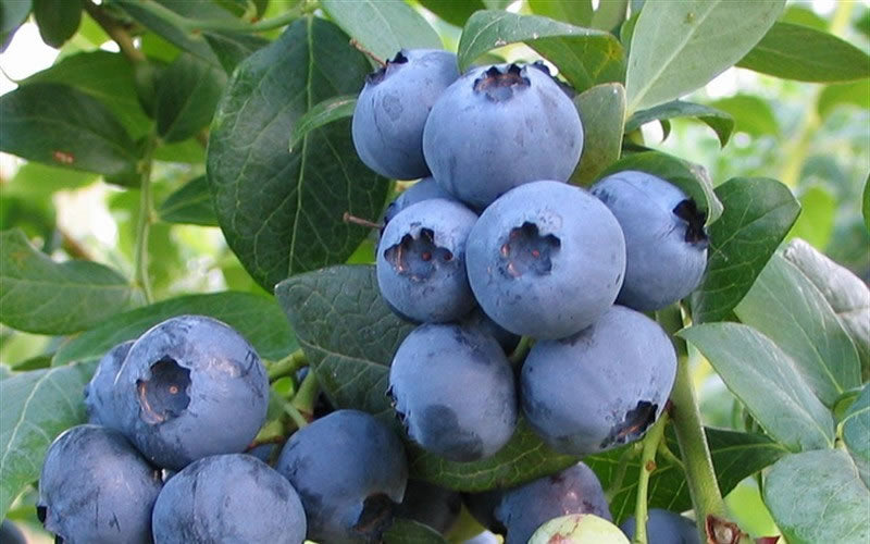  Alapaha Rabbiteye Blueberry - 3 Gallon Pot