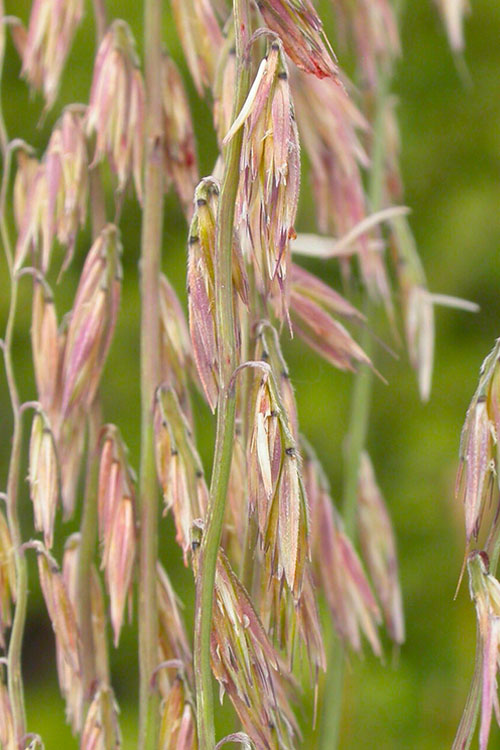  Side Oats Grama Grass (Bouteloua Curtipendula) - 8 Pack Of 1 Gallon Pots