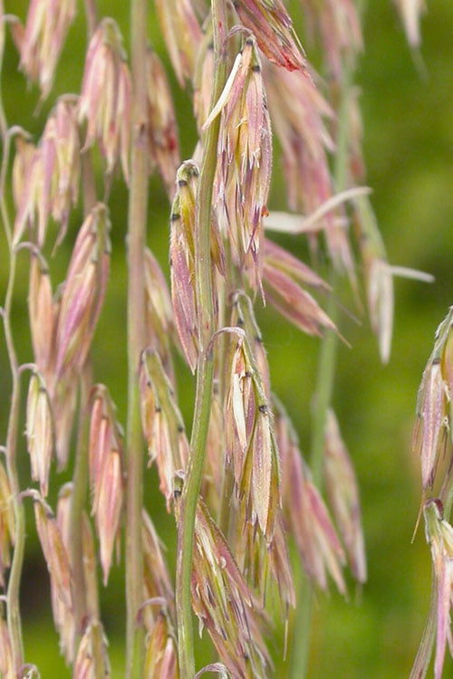  Side Oats Grama Grass (Bouteloua Curtipendula) - 6 Pack Of 1 Gallon Pots