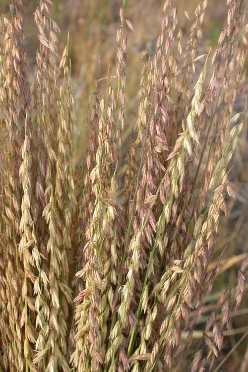  Side Oats Grama Grass (Bouteloua Curtipendula) - 6 Pack Of 1 Gallon Pots